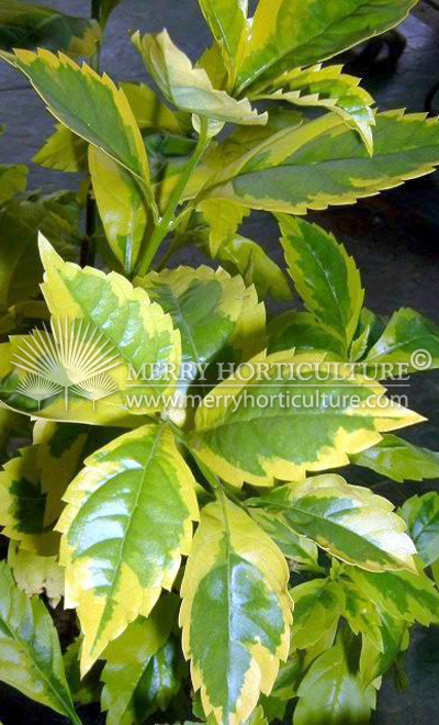 Duranta Erecta 'Gold'